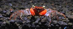 魔鬼蟹是什么动物？