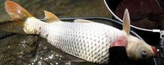 冬天钓鲤鱼用玉米效果好吗？