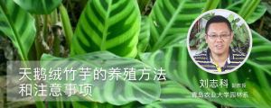 天鹅绒竹芋的养殖方法和注意事项