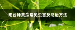 阳台种黄瓜常见虫害及防治方法