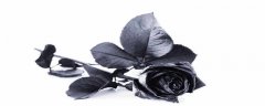 黑色玫瑰的花语是什么意思 黑色玫瑰的花语和象征
