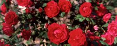 红玫瑰的花语是什么象征 红玫瑰的花语和寓意是什么