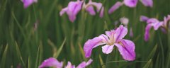紫色鸢尾花花语是绝望的爱吗 紫色鸢尾花花语到底是绝望的爱吗