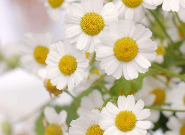 白色雏菊的花语是什么，隐藏在心中的爱(意大利国花)_花语大全