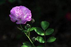 蔷薇花语是什么，代表着美好的爱情适合恋人间赠送_花语大全