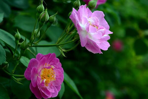 蔷薇花语是什么，代表着美好的爱情适合恋人间赠送_花语大全