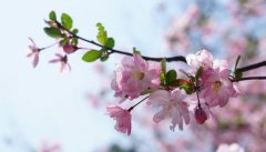 海棠花语是什么