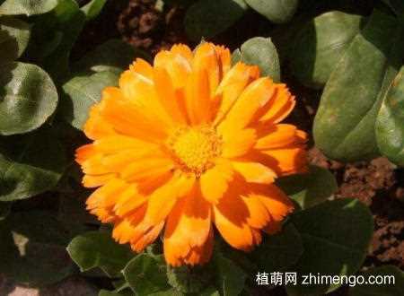 金盏菊的品种大全，金盏菊的品种说明：金盏菊的品种 金盏菊的花语