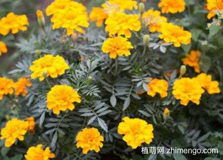 金盏菊的品种大全，金盏菊的品种说明：金盏菊的品种 金盏菊的花语