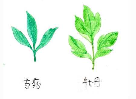 芍药和牡丹的区别，5种区别方法：芍药和牡丹的5种区别方法 牡丹和芍药的花语区别