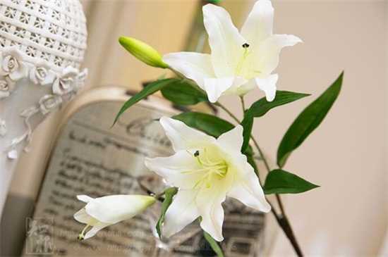 香水百合花语是伟大的爱 香水百合的养殖方法