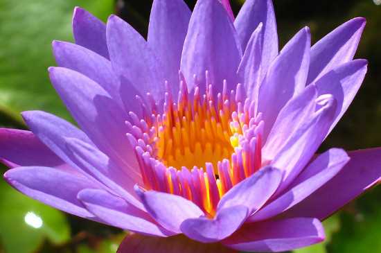 紫色睡莲的花语介绍
