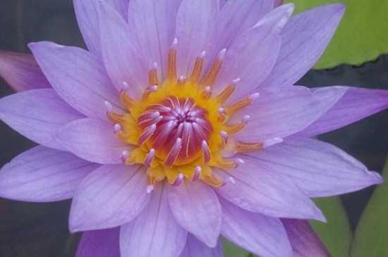 紫色睡莲的花语介绍