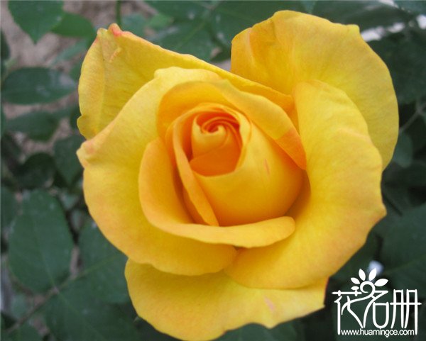 19朵黄玫瑰代表什么意思，19朵黄玫瑰花语是什么_花语大全