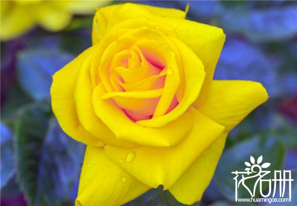 19朵黄玫瑰代表什么意思，19朵黄玫瑰花语是什么_花语大全