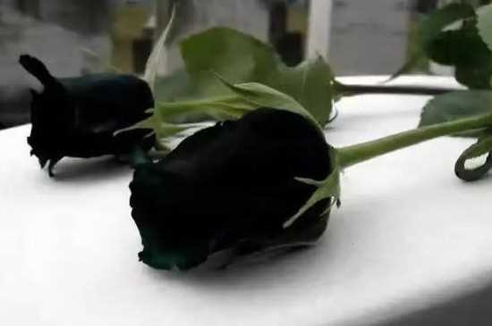 黑色玫瑰花花语是温柔 黑色玫瑰花的养殖方法