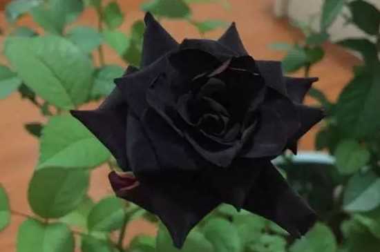 黑色玫瑰花花语是温柔 黑色玫瑰花的养殖方法