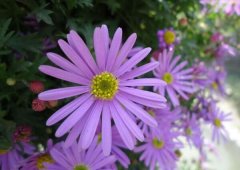 紫色雏菊的花语是什么，高贵优雅与纯洁_花语大全