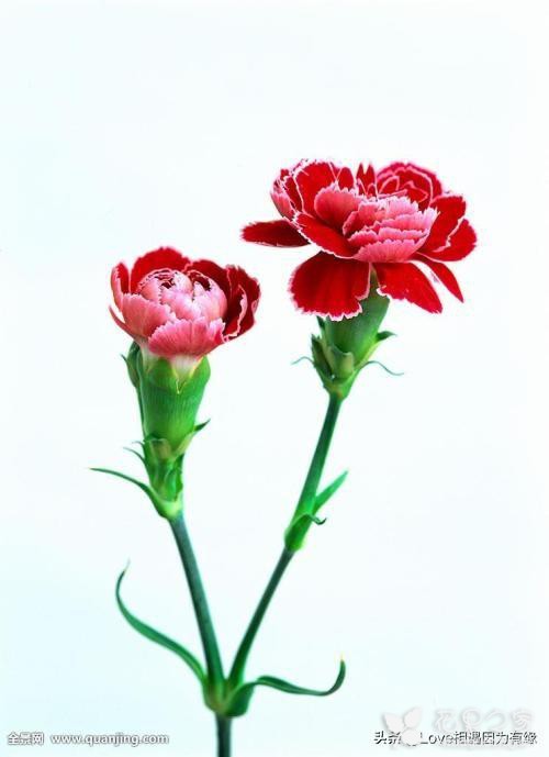 康乃馨不同颜色的花语代表的含义