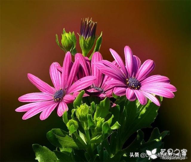 康乃馨不同颜色的花语代表的含义