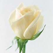 66朵白玫瑰的花语玫瑰代表什么意思？