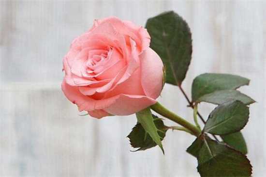 11朵戴安娜玫瑰花语，一心一意/我只属于你：11朵戴安娜玫瑰的花语 不同数量戴安娜玫瑰代表着不同的花语