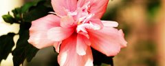 木槿花的花语和寓意 木槿花的花语和寓意是什么