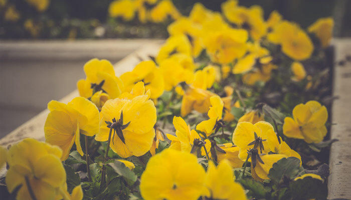 摄图网_303383853_花园有黄色的花朵（企业商用）.jpg