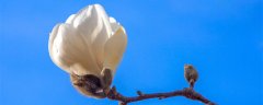 白玉兰的花语和寓意 白玉兰花有什么意义