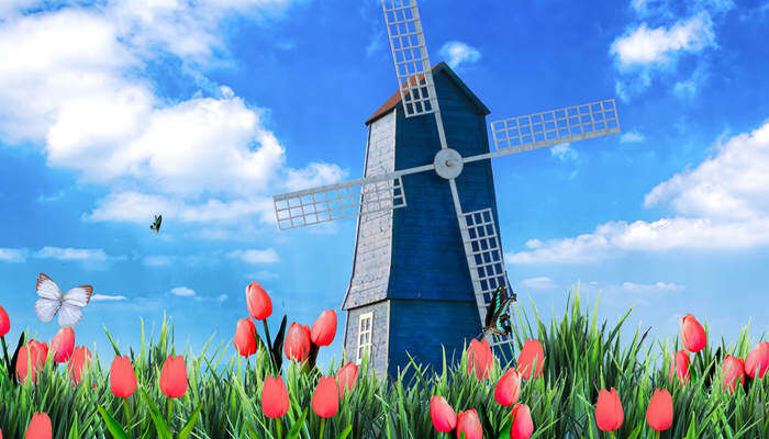 郁金香是荷兰的国花吗 郁金香的花语是什么