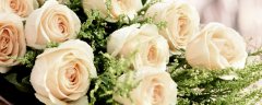 白玫瑰真正的花语 白玫瑰真正的花语是什么