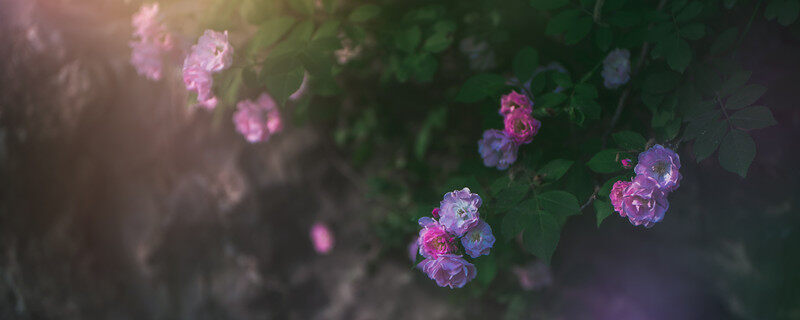 蔷薇1.jpg