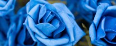 蓝色玫瑰的花语是什么 	蓝色玫瑰寓意