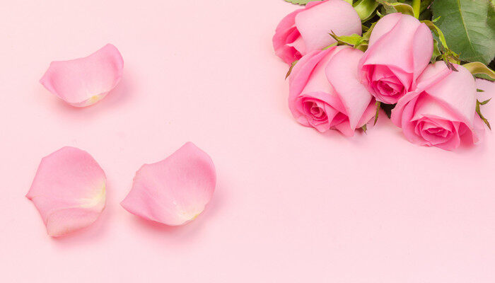粉色玫瑰的花语是什么意思 粉色玫瑰的花语是什么