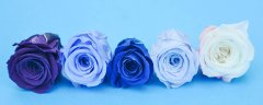 蓝色玫瑰的花语和象征 蓝色玫瑰的花语和象征是什么