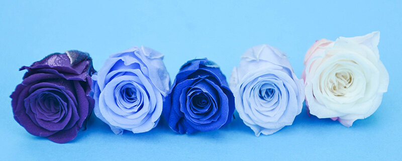 蓝色玫瑰8.jpg