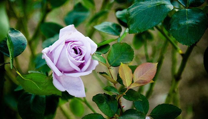 紫玫瑰700.jpg