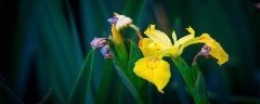 鸢尾花的花语是什么？ 鸢尾花的花语是什么意思 鸢尾花的含义