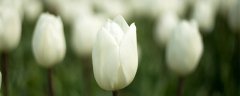 白色康乃馨花语是什么 白色康乃馨花语是什么呢
