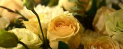 香槟金玫瑰花语代表什么意思 香槟金香色玫瑰花语是什么