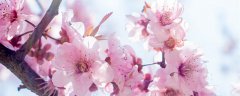 桃花的花语和象征意义 桃花的花语和含义