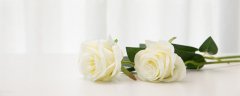 白玫瑰花语是什么 白玫瑰的花语是什么