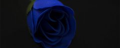 19朵蓝色妖姬的花语是什么意思 19朵蓝色妖姬的花语是什么