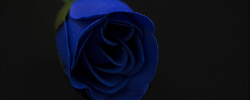 摄图网_500288626_banner_浪漫的蓝色玫瑰花（企业商用）_1.jpg