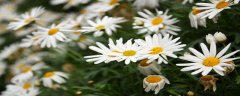 白雏菊的花语是什么意思 白色的雏菊花花语