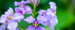 紫罗兰花语传说 紫罗兰花语以及传说