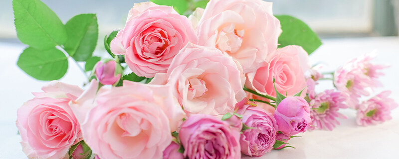 11粉色玫瑰.jpg