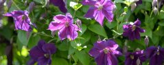 紫色铁线莲的花语 紫色铁线莲的花语是什么