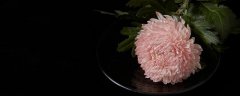 粉色菊花的花语是什么 粉色菊花有什么特征