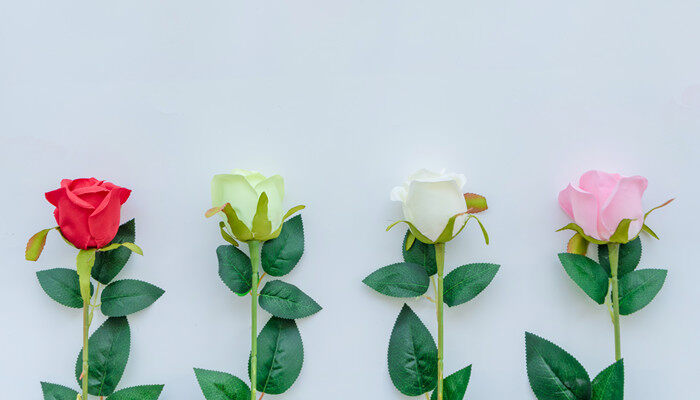雪山玫瑰的花语和寓意 雪山玫瑰有什么花语